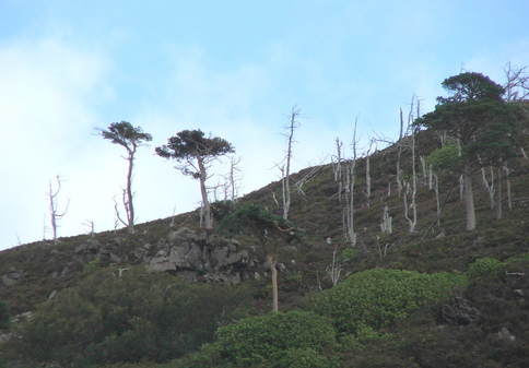 cara trees